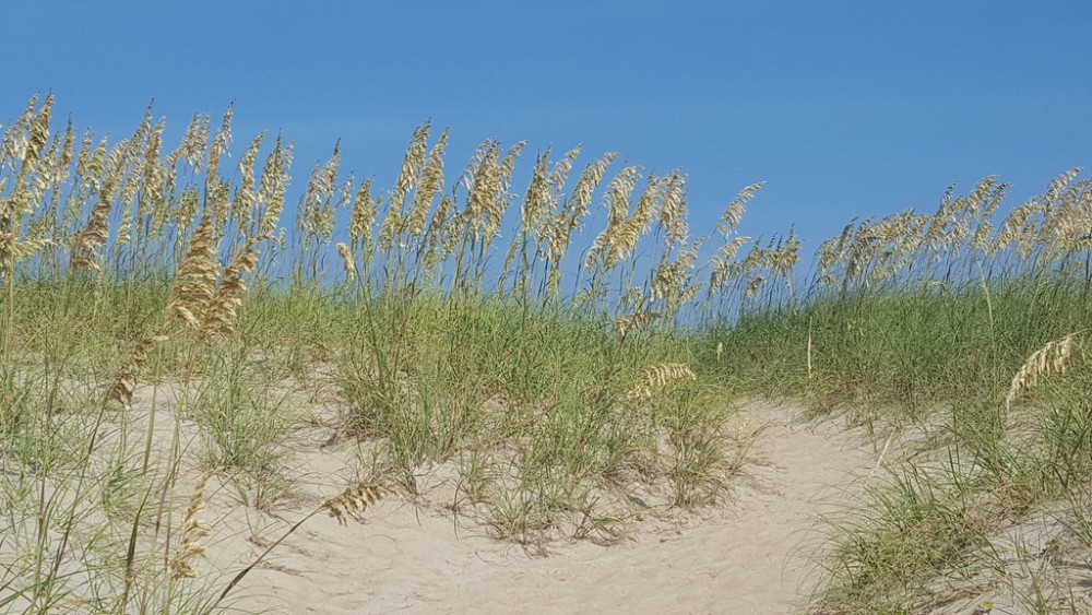 uniola_paniculata_1